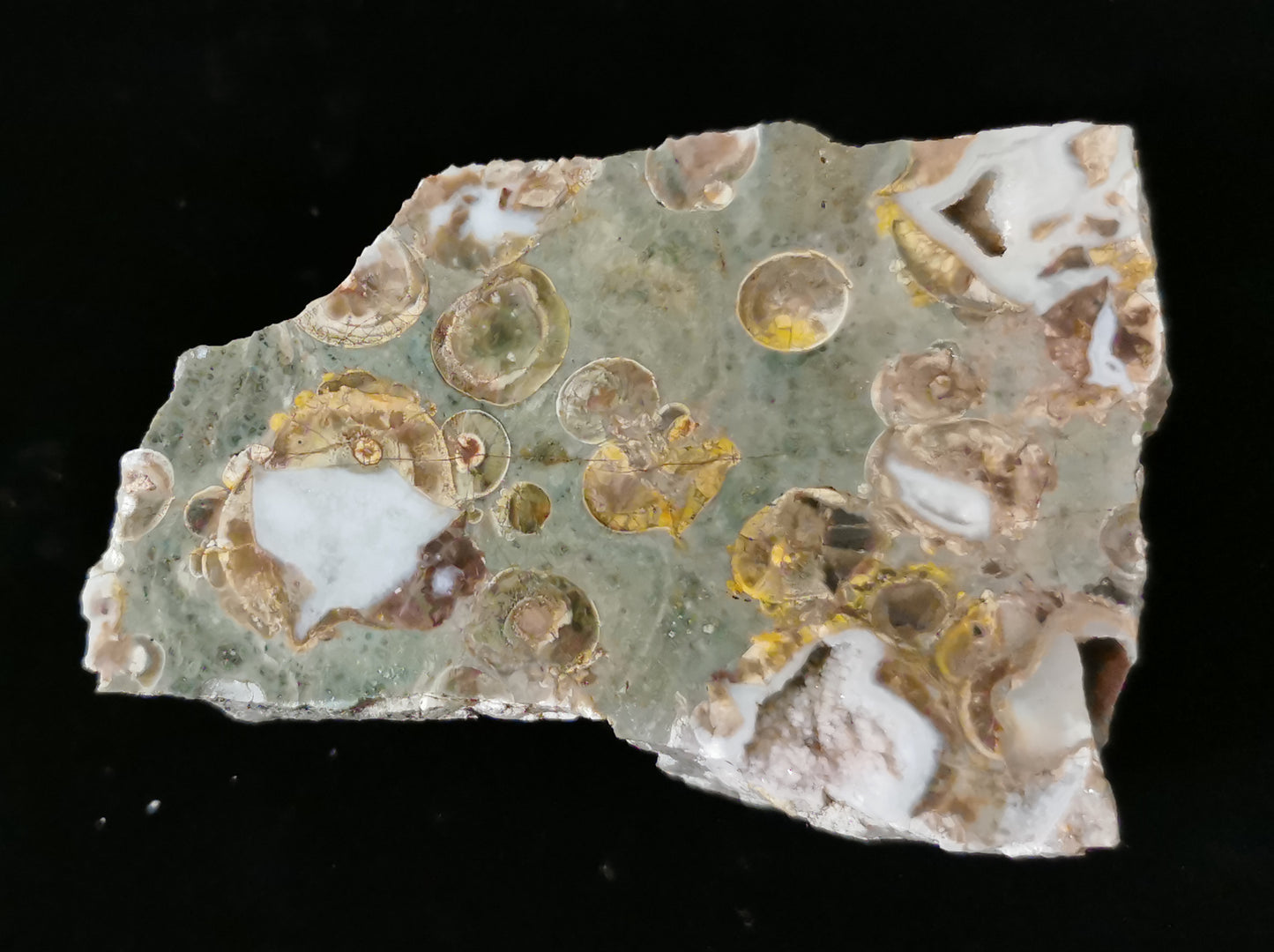Rainforrest Jasper