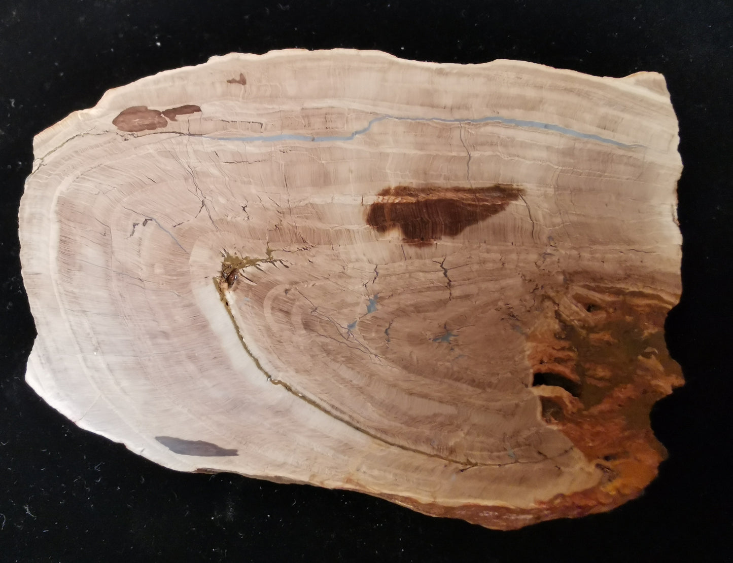 Permian Seed fern