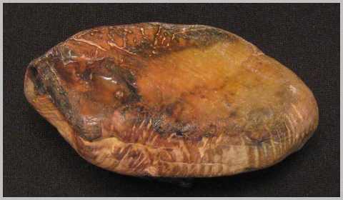 Petrified Wood