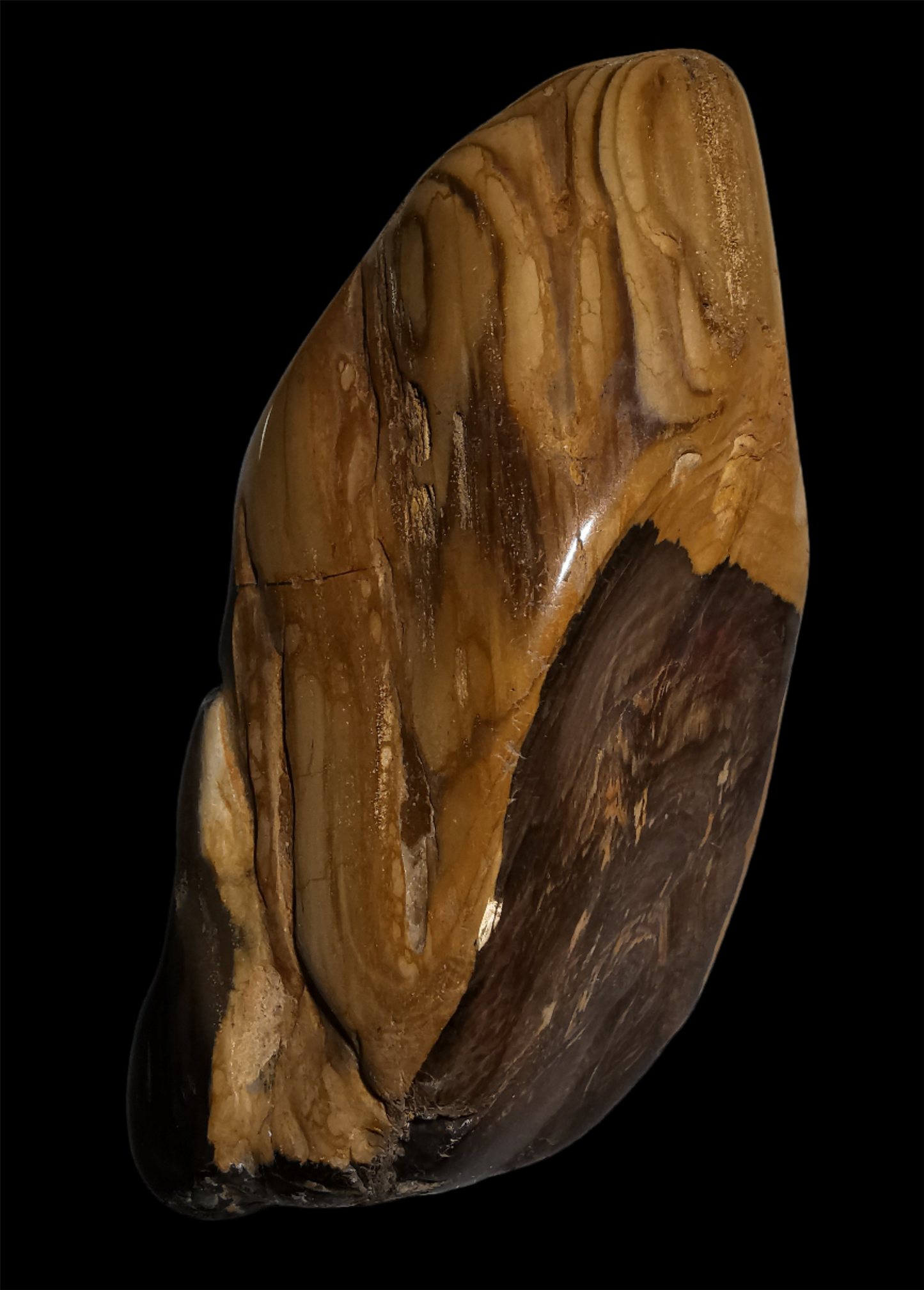 Petrified Wood, polished