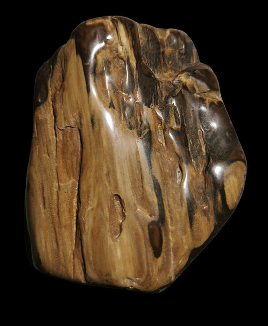 Petrified Wood, polished