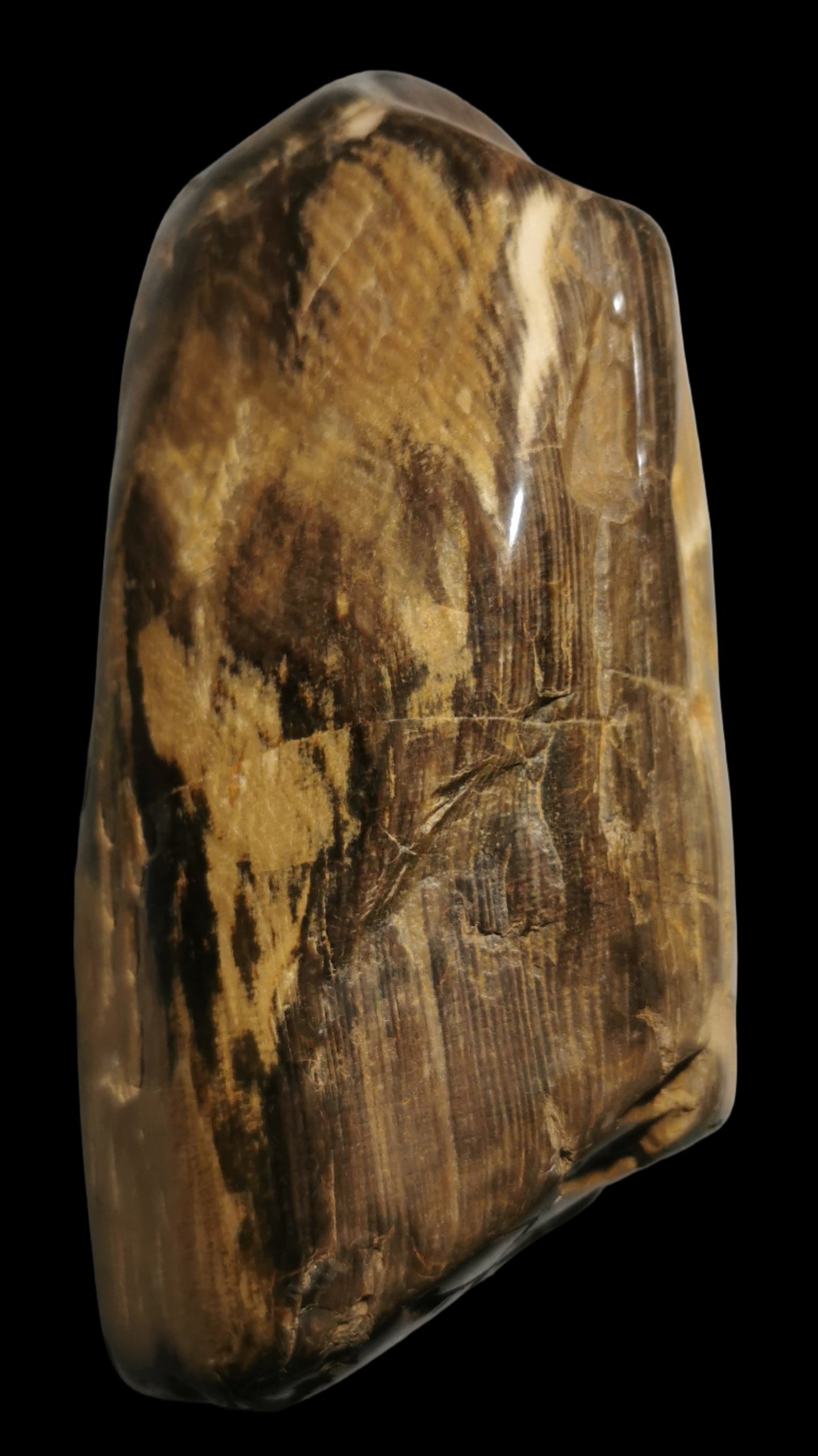 Petrified Wood, polished