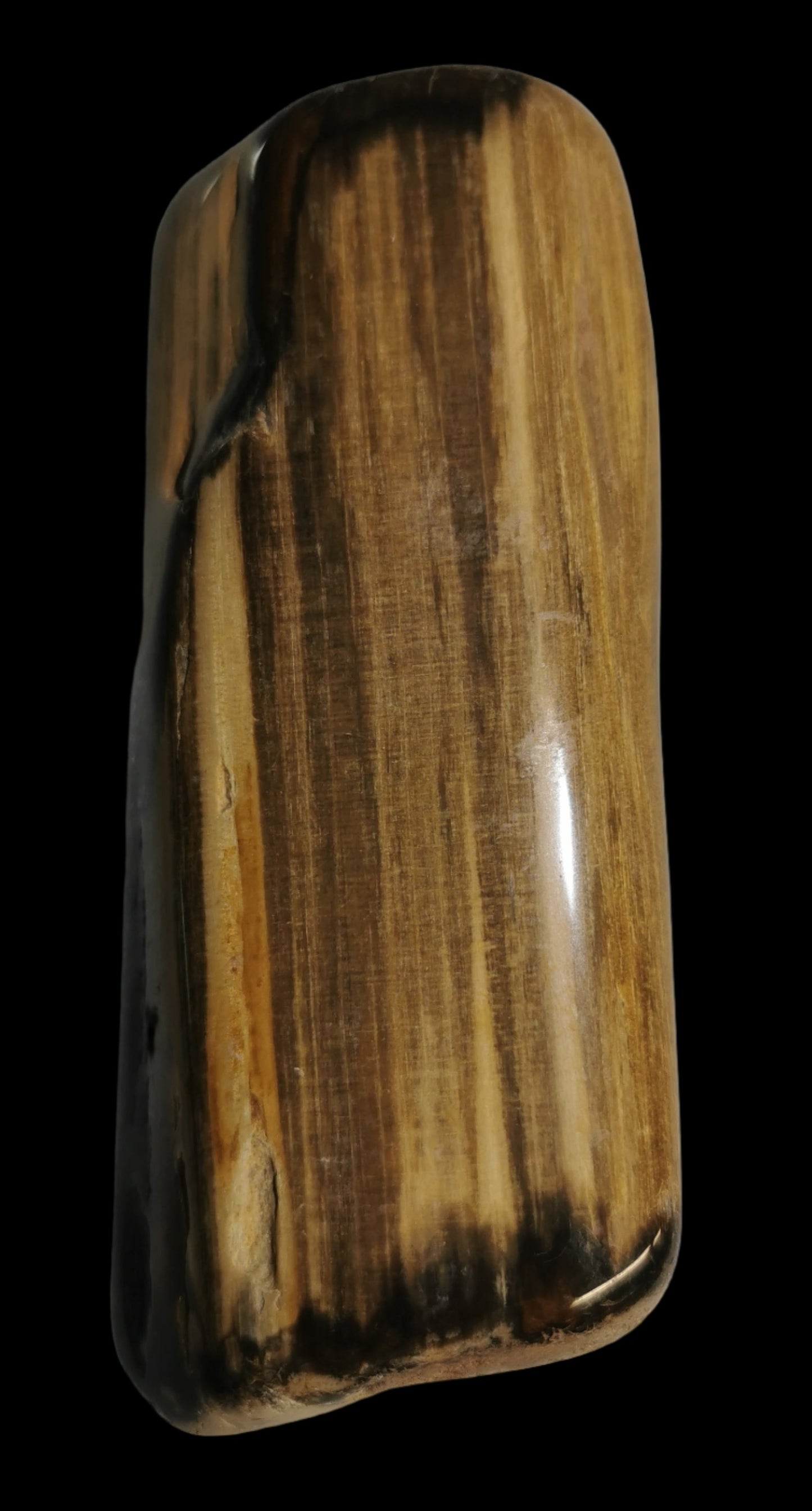 Petrified Wood, polished