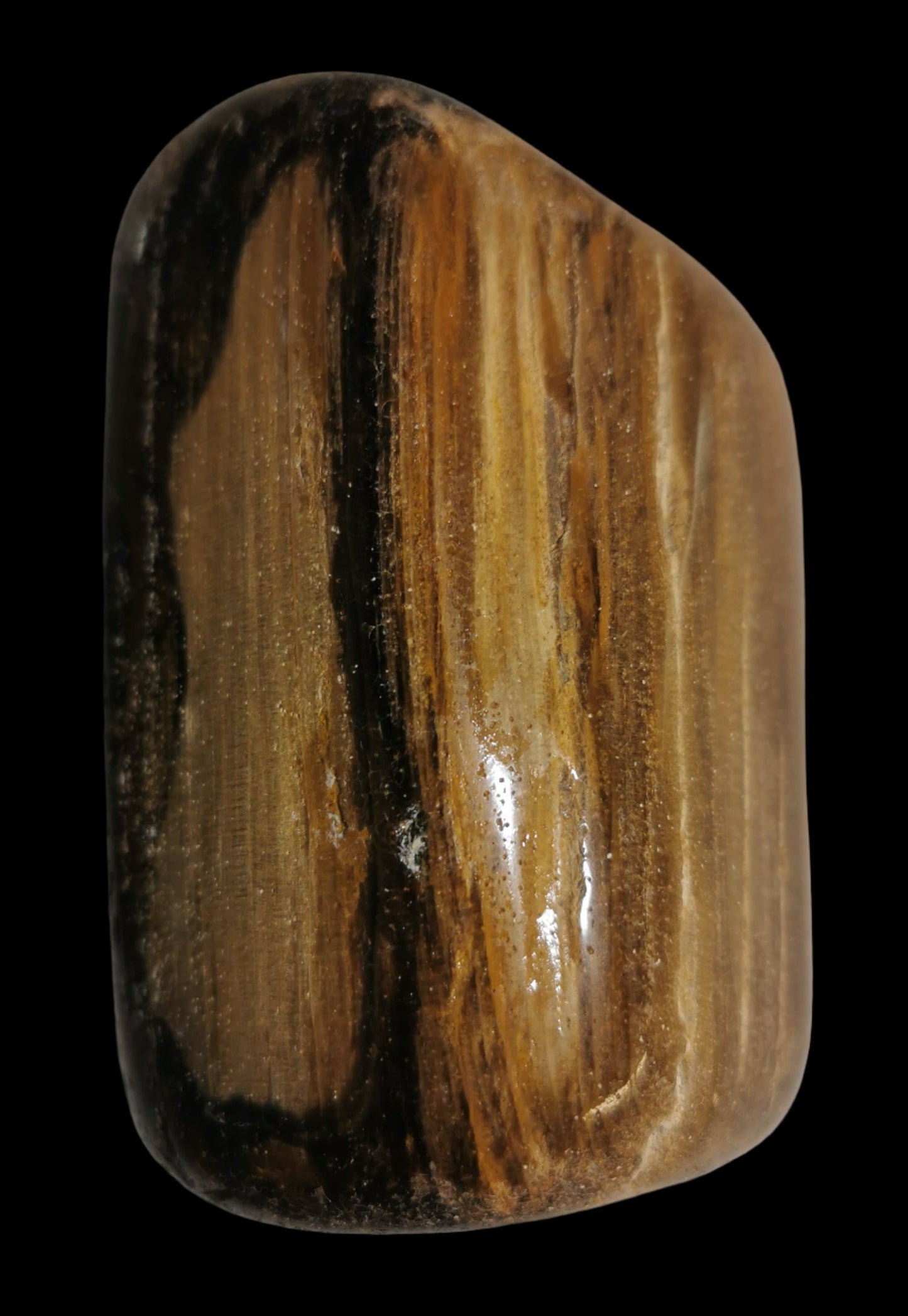 Petrified Wood, polished