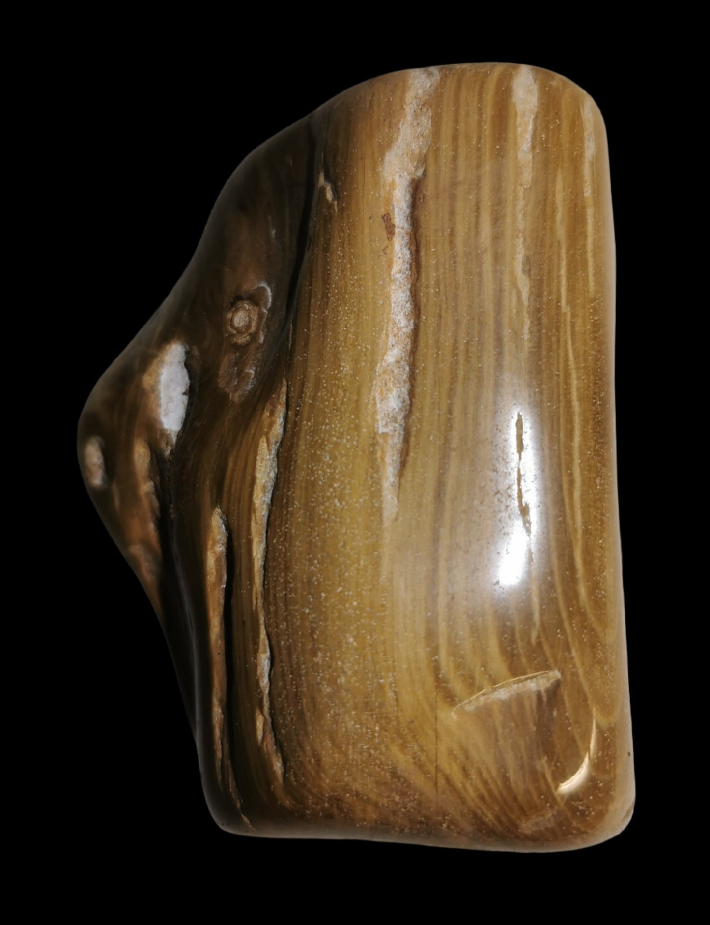 Petrified Wood, polished